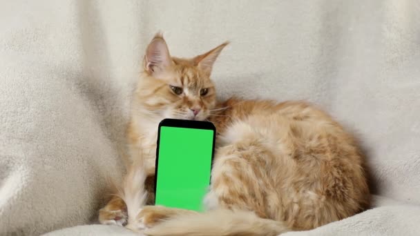 Phone, smartphone with a green screen chroma key against the background of a red Maine Coon cat lying on a light blanket in an armchair. Online shopping concept for pets, mobile applications. Mockup — Vídeo de Stock