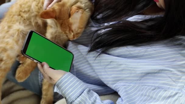 Mujer joven con el pelo largo y oscuro se sienta con un teléfono, teléfono inteligente con una pantalla verde, pasa. Una chica de rodillas sostiene un gato Maine Coon de jengibre. concepto de aplicación de mascotas, tienda de zoológicos en línea — Vídeos de Stock