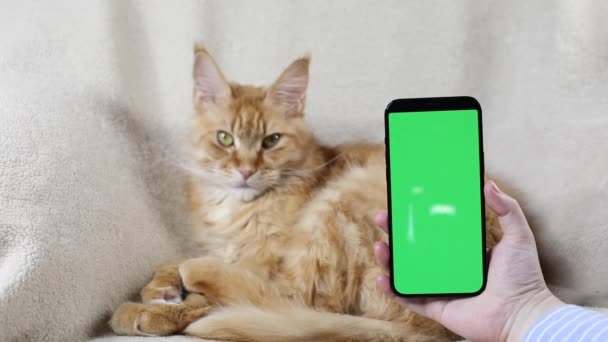 Smartphone with a green screen chroma key on the background of a beautiful, fluffy, cute red Maine Coon cat lying on a warm blanket in an armchair. Zoo pet concept. Mockup — Stockvideo