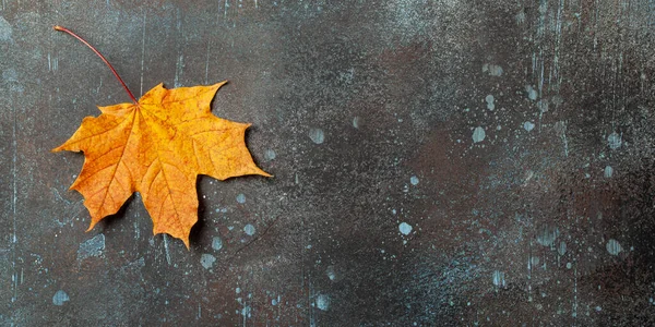 在锈蚀的金属表面上有秋天枫叶的背景 免版税图库图片