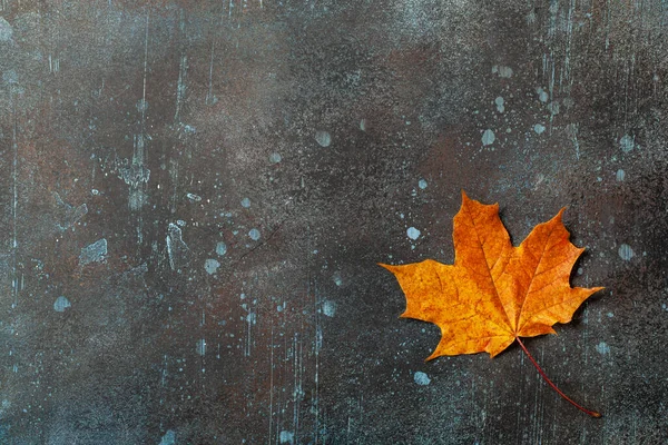 在锈蚀的金属表面上有秋天枫叶的背景 图库图片
