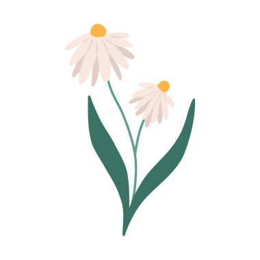 Yeşil yapraklı el çizimi papatya çiçeği, beyaz arka planda izole edilmiş düz vektör çizimi. Şirin papatya çiçeği. Bitkisel tıp konsepti.