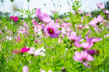 Tayland 'ın kışında saksıda açan çiçekler.