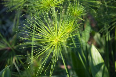 Glass flower in blooming.