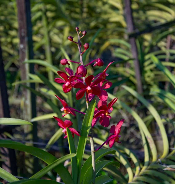 Kırmızı Orkide Bahçe