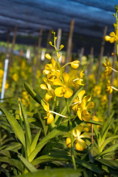 Close up flower in blooming in garden 