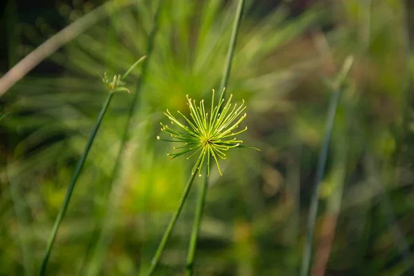 Close Flower Blooming Garden — Stockfoto