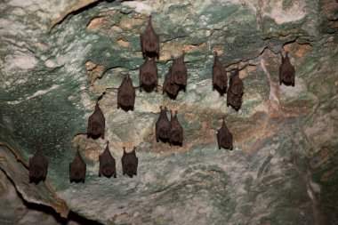 Mağaradaki bir kayanın üzerinde büyük bir kara yarasa grubu.