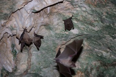 Mağaradaki bir kayanın üzerinde büyük bir kara yarasa grubu.