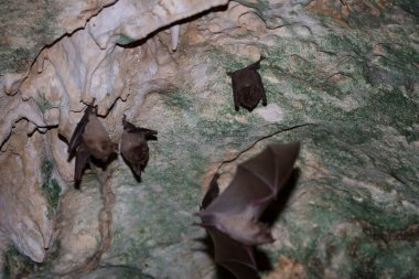 Mağaradaki bir kayanın üzerinde büyük bir kara yarasa grubu.