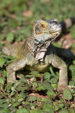 İguana 'nın yakın plan karesi.