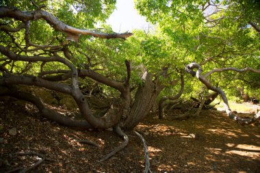 view of beautiful trees near shore