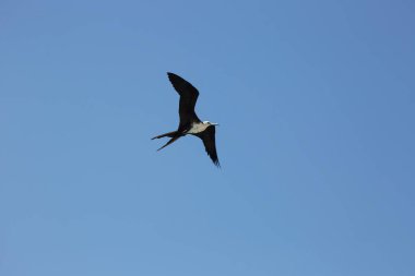 view of a bird flying in a blue sky  