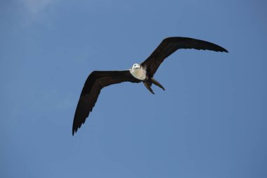 view of a bird flying in a blue sky  