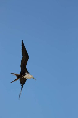 view of a bird flying in a blue sky  
