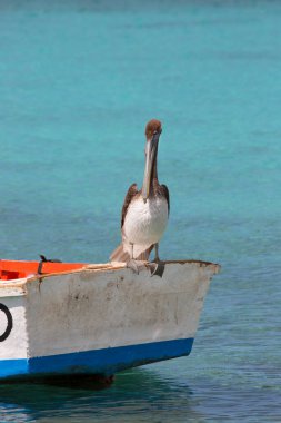 beautiful view of the beach and pelican