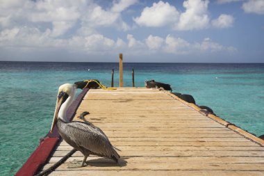 Güzel pelikan kuşu ahşap iskelede oturuyor