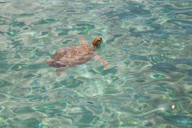 view of sea turtle in seawater