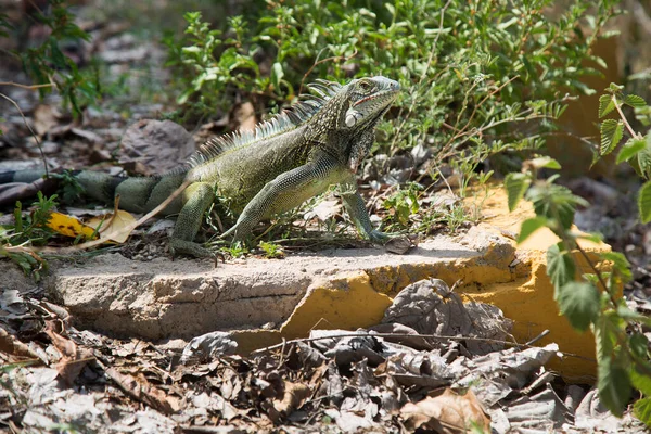 Closeup Shot Common Green Iguana — Foto de Stock