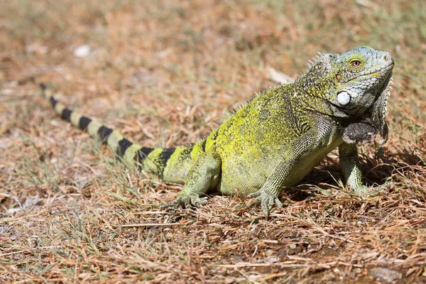 Green American Iguana Outdoors — Fotografia de Stock