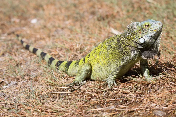 Iguane Vert Américain Extérieur — Photo