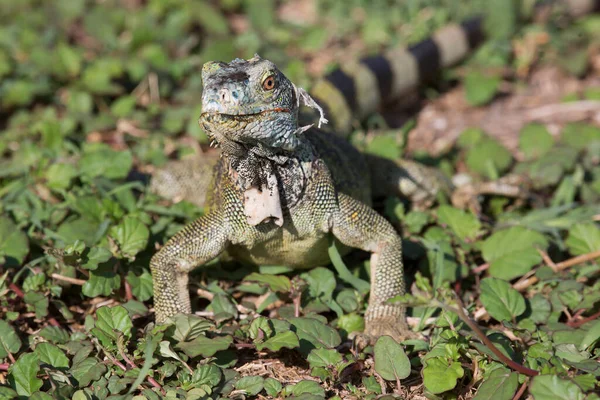 地上のイグアナのクローズアップショットです — ストック写真