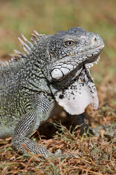 Closeup Shot Iguana Ground — Fotografia de Stock