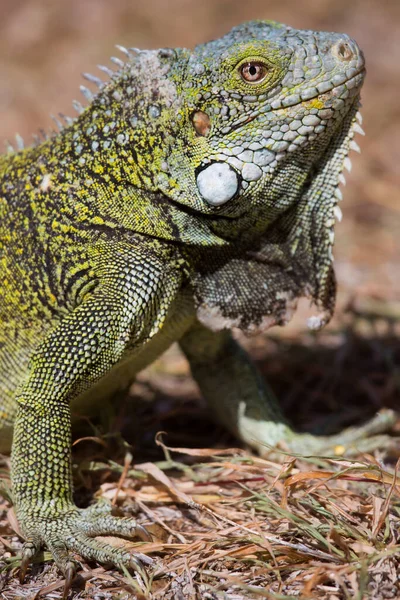 Closeup Shot Iguana Ground — Fotografia de Stock