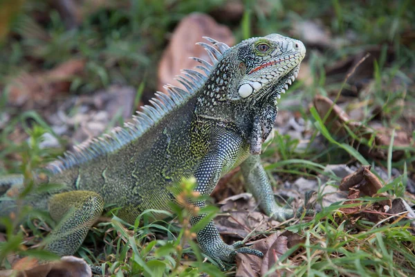 Closeup Shot Iguana Ground — Fotografia de Stock