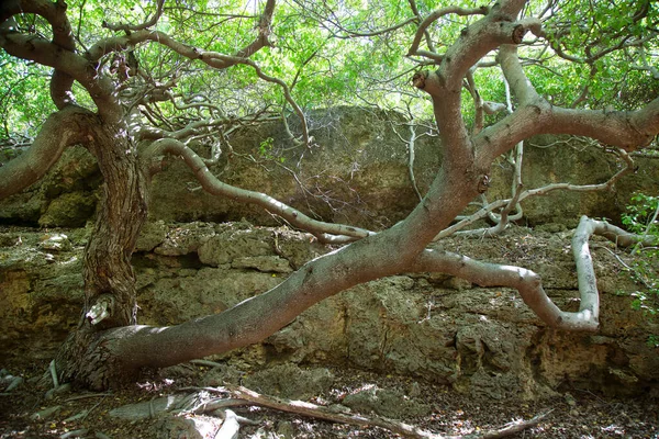 View Beautiful Trees Shore — 스톡 사진