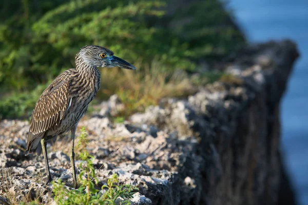 Close Portrait Beautiful Yellow Crowned Night Heron Wild — Fotografia de Stock