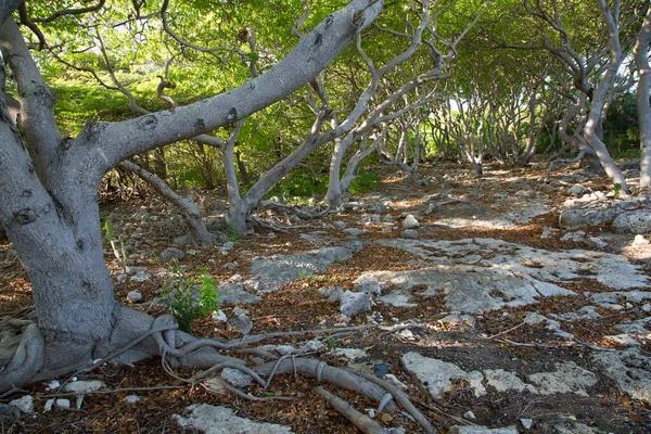 View Beautiful Trees Shore — 스톡 사진