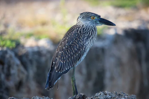 Close Portrait Beautiful Yellow Crowned Night Heron Wild — Fotografia de Stock