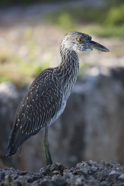 Close Portrait Beautiful Yellow Crowned Night Heron Wild — Fotografia de Stock