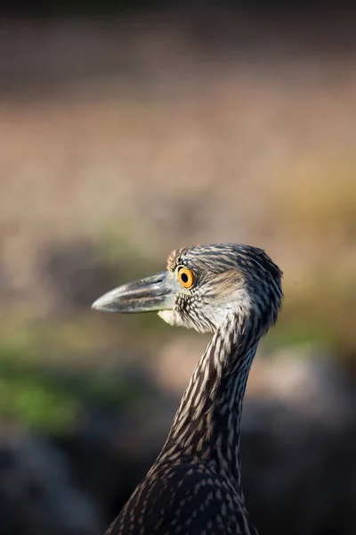 Close Portrait Beautiful Yellow Crowned Night Heron Wild — Stockfoto