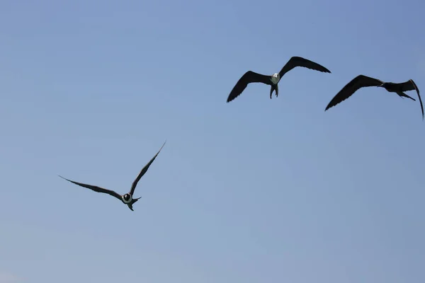 View Birds Flying Blue Sky — 图库照片