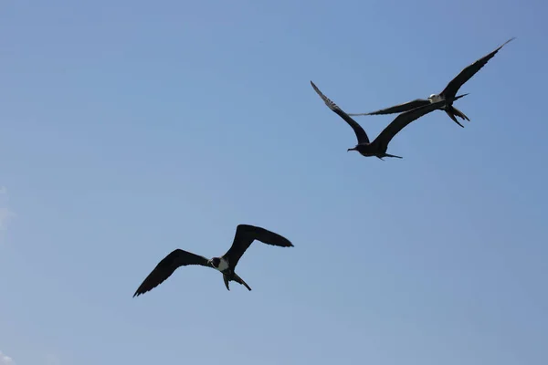 View Birds Flying Blue Sky — 图库照片
