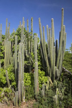Kaktüslü tipik çöl manzarası.
