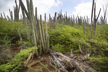 Kaktüslü tipik çöl manzarası.