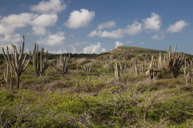 Kaktüslü tipik çöl manzarası.
