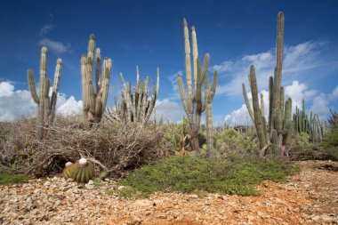 Kaktüslü tipik çöl manzarası.