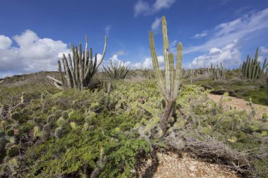 Kaktüslü tipik çöl manzarası.