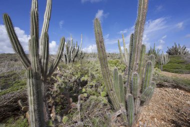 Kaktüslü tipik çöl manzarası.