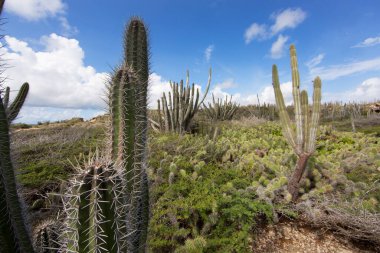 Kaktüslü tipik çöl manzarası.