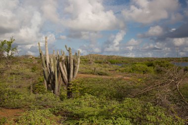 Kaktüslü tipik çöl manzarası.
