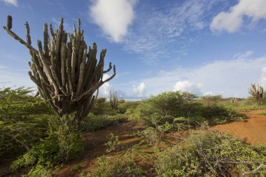 Kaktüslü tipik çöl manzarası.