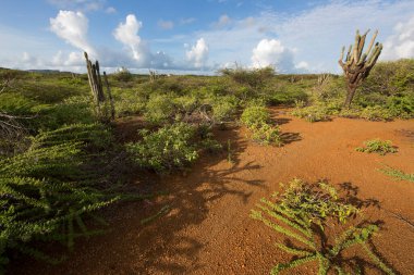 Kaktüslü tipik çöl manzarası.
