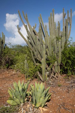 cactus growing in the wild 