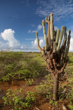 cactus growing in the wild 