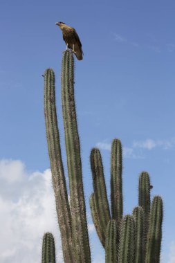 Kaktüs üzerindeki ibikli caracara kuşu portresi.